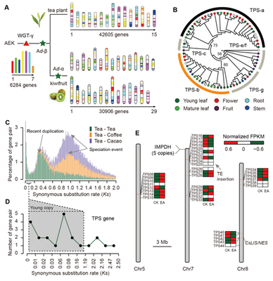 我室在茶樹基因組研究領(lǐng)域取得重要新突破，助力茶葉科學(xué)基礎(chǔ)研究與產(chǎn)業(yè)發(fā)展